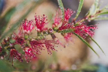 native Australian red bottlebrush callistemon plant with flowers outdoor in beautiful tropical backyard