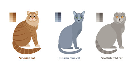 Cats of different breeds - vector set, collection in flat style: Siberian cat, Russian blue, Scottish fold cat