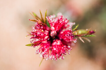 native Australian red bottlebrush callistemon plant with flowers outdoor in beautiful tropical backyard