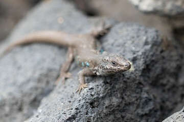 An Atlantic lizard watches me from a volcanic stone