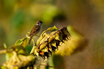 A sparrow on a Sunflower