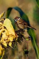 A sparrow on a Sunflower