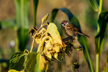 A sparrow on a Sunflower