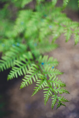 close-up of fern plant outdoor in sunny backyard
