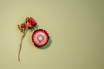 Bute Strohblumen liegen lose verteilt auf blauem Hintergrund