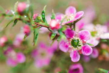 native Australian pink tea tree plant with pink flowers outdoor in beautiful tropical backyard