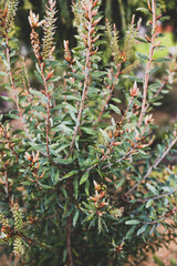 Obraz premium native Australian callistemon bottle brush plant outdoor in beautiful tropical backyard