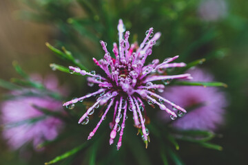 native Australian isopogon Candy Cone plant with pink flowers covered in rain drops