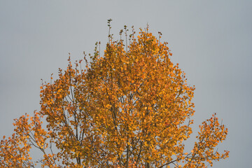 the top of an aspen tree in autumn