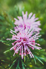native Australian isopogon Candy Cone plant with pink flowers covered in rain drops