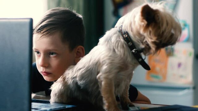 Caucasian boy, 7-9 years old, sidf at home in front of a computer, concentrating on homework at the table, a  dog, a pet, obediently sits next to it. Child with dog friendship doing daily chores.