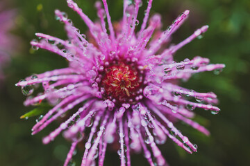 native Australian isopogon Candy Cone plant with pink flowers covered in rain drops