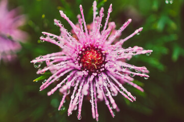Fototapeta premium native Australian isopogon Candy Cone plant with pink flowers covered in rain drops