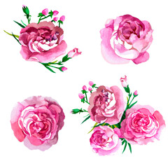 Pink flowers with buds watercolor isolated on white background set for all prints.