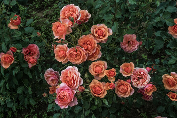 Beautiful bush of wild roses