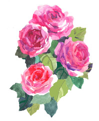 4 pink roses watercolor isolated on white background illustration for all prints.