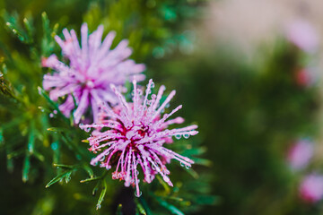 native Australian isopogon Candy Cone plant with pink flowers covered in rain drops