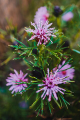 native Australian isopogon Candy Cone plant with pink flowers covered in rain drops