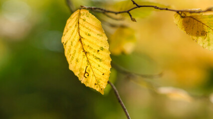Gałąź grabowa z żółtymi jesiennymi liśćmi na tle słonecznego żółto, pomarańczowo, zielonego słonecznego lasu.