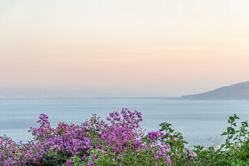 landscape background of bougainvillea on the shore of a mountain lake at sunset