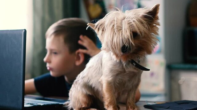 Child and dog joint pastime at home theme. Caucasian boy doing homework on the computer next to the table sits a Yoksher terrier dog. Pets