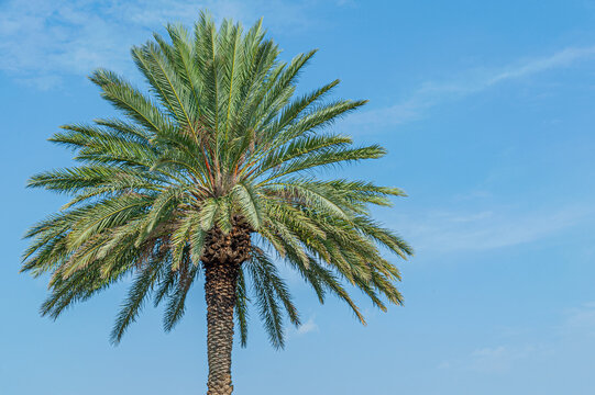 beautiful backdrop of a date palm tree against a bright blue sky with fluffy clouds with copy space