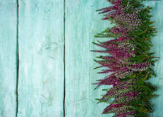 calluna vulgaris on turquoise wooden surface