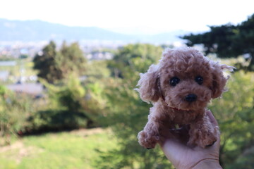  toy dog in the grass