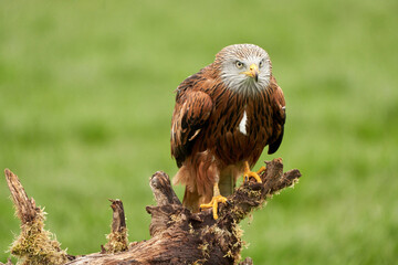 Red kite, bird of prey portrait. The bird sits on a stump, looks straight into the camera