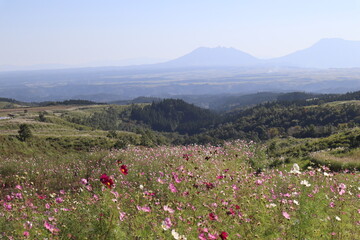 flowers in the mountains