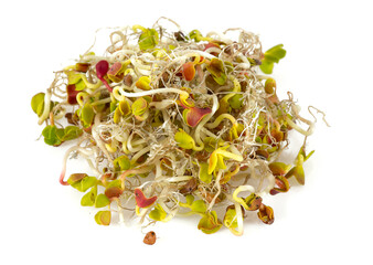 lucern germs isolated on white background