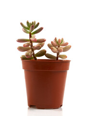 succulent in a pot isolated on white background