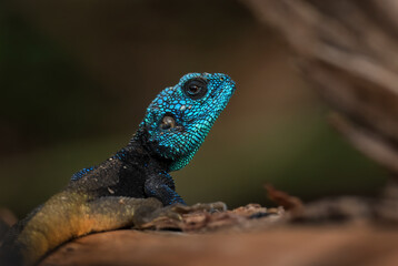 Blue-throated Agama - Acanthocercus atricollis, beautiful large lizard from African woodlands and...