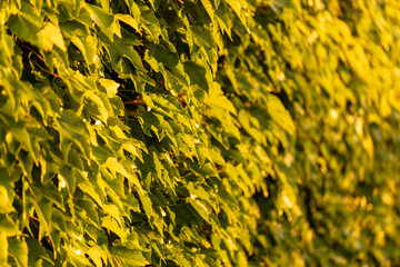 Ivy wall, green ivy leaves texture