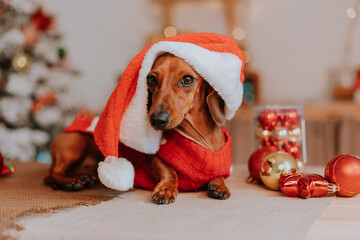 dog dwarf dachshund in a Santa Claus costume in a Christmas New Year interior. winter concept....