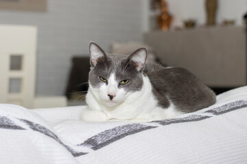 Lovely gray and white cat, falling asleep on top of a sofa. Relax concept.
