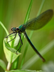 Close-up of a female banded demoiselle (Calopteryx splendens), Germany

