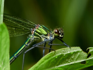 Portrait of a female banded demoiselle (Calopteryx splendens), Germany
