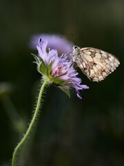 Close-up of a marbled white butterfly (Melanargia galathea) on a purple field scabious, Germany