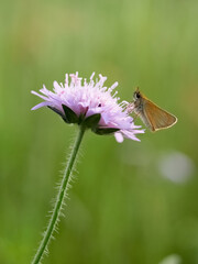 Close-up of a butterfly European skipper (Thymelicus lineola) on a purple field scabious, Germany
