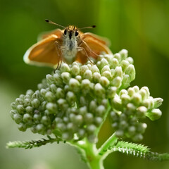 Close-up of a butterfly European skipper (Thymelicus lineola), Germany