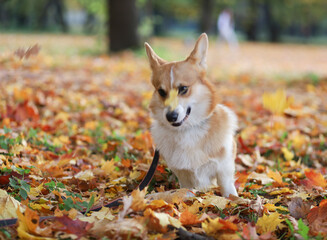 fluffy orange corgi dog with white spots walks in the park, in daylight, in autumn. positive, good mood, end of self-isolation. Corgi on a walk