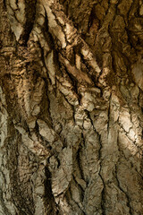 bark of a tree 2