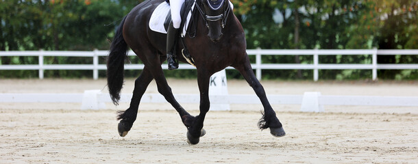 Dressage horse, Friesian horse, in traverses during a dressage test, close-up of horse's body and...