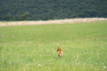 Wild red fox, hunting animal