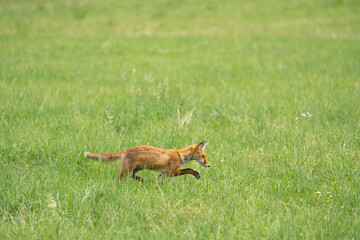 Wild red fox, hunting animal