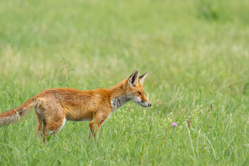 Wild red fox, hunting animal