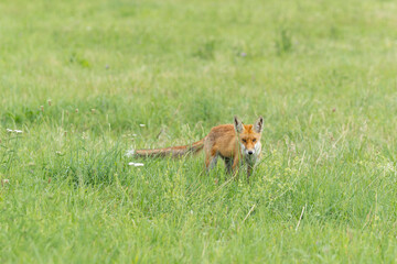 Wild red fox, hunting animal