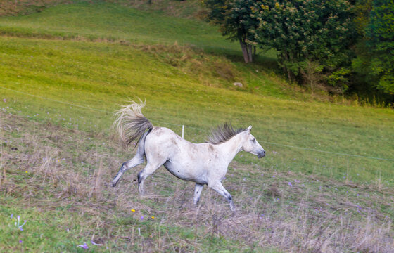 Animal. Horses on the meadow.