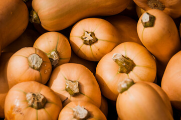 Kürbis, Honeynut, Butternut, Cucurbita Moschata, Speisekürbis, Butternusskürbis, Honiggeschmack,...